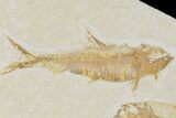 Four Fossil Fish (Knightia) - Wyoming #177366-2